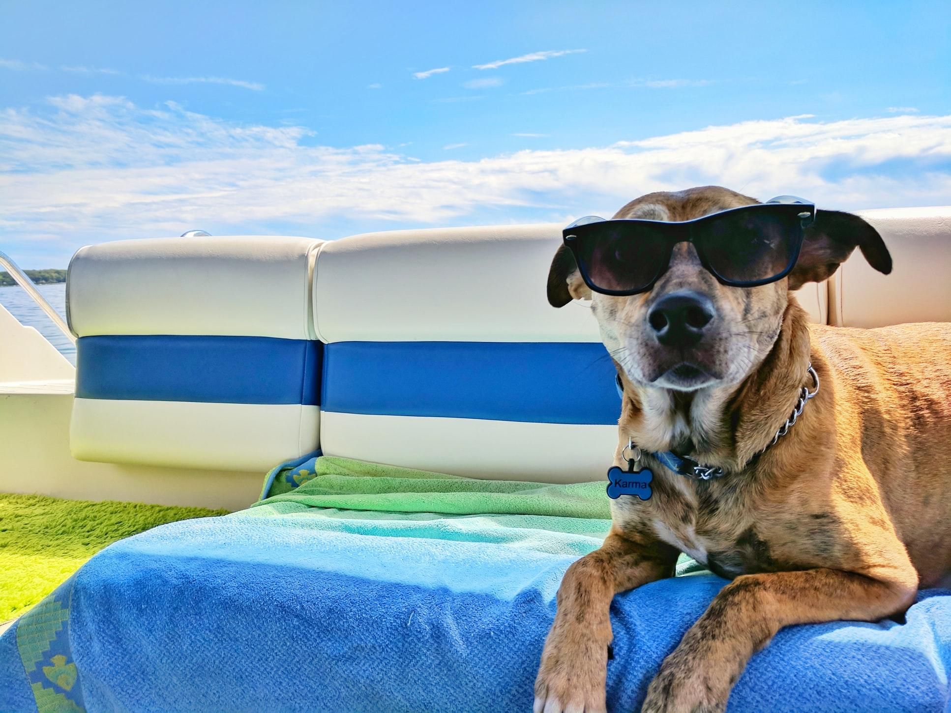 Как помочь собаке в жару: советы кинолога