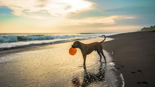 10 самых игривых пород собак: описание и фото