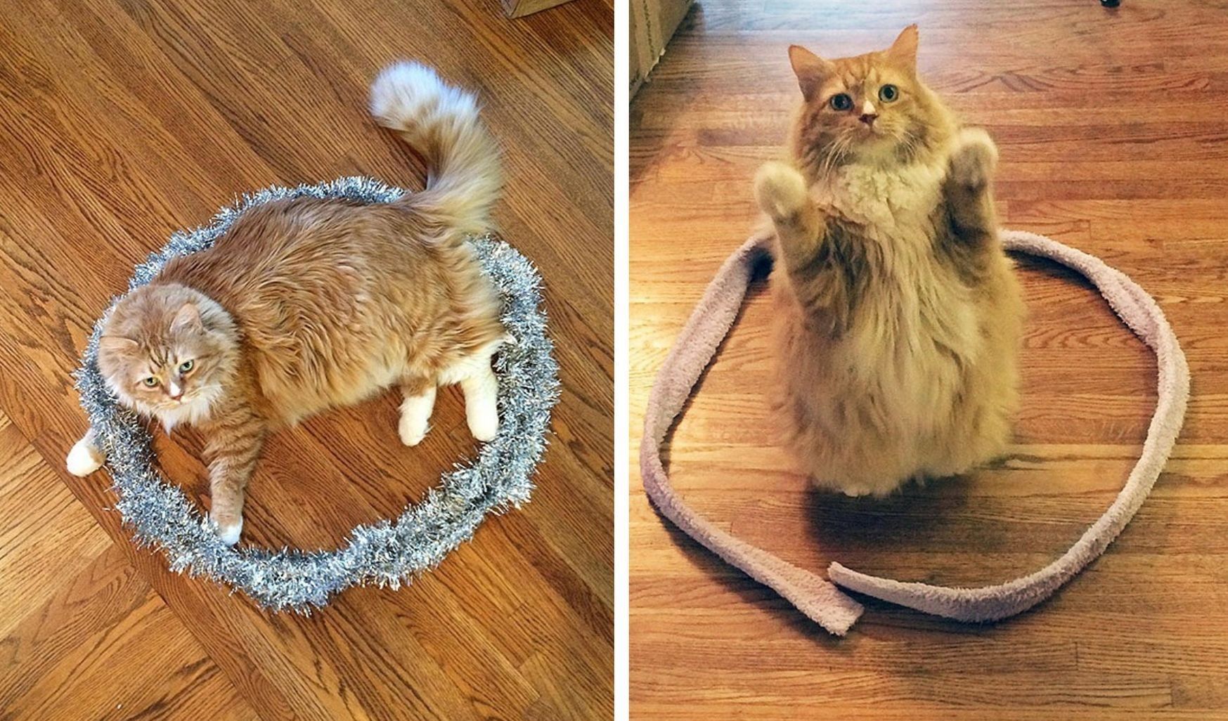 Коты всегда садятся в круг: правда ли это – смешные фото Коты всегда садятся в круг: правда ли это – смешные фото