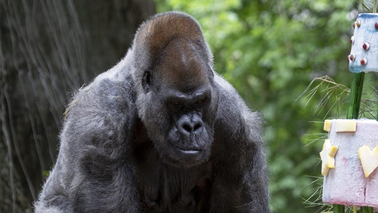 Найстаріша горила світу святкує ювілей
