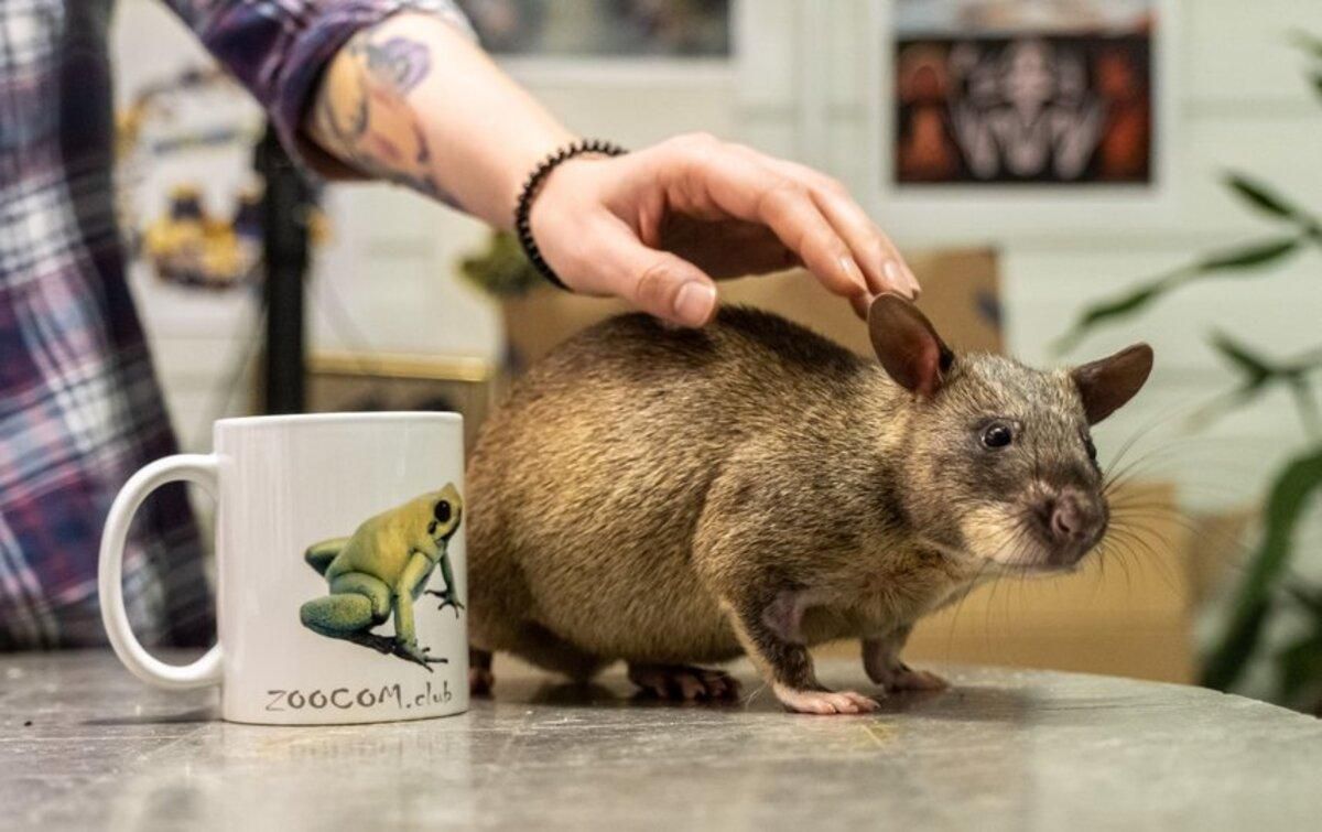 Гамбійські хом'якові пацюки як домашні улюбленці: фото, відео Гамбійські хом'якові пацюки як домашні улюбленці: фото, відео