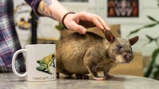 Огромные метровые крысы могут стать милыми домашними животными: фото, видео