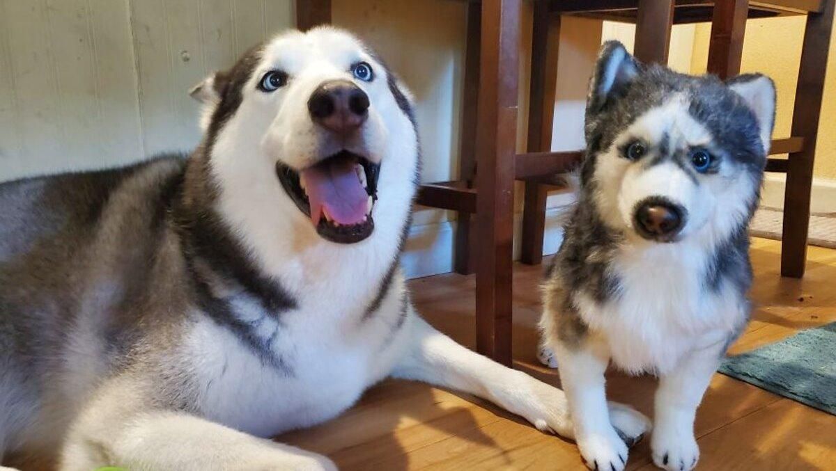 Точная копия домашнего любимца: фото игрушечных клонов Точная копия домашнего любимца: фото игрушечных клонов