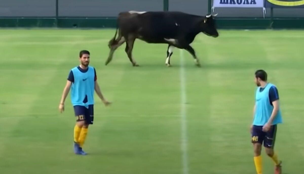 Животные на футбольном поле: самые смешные моменты – видео