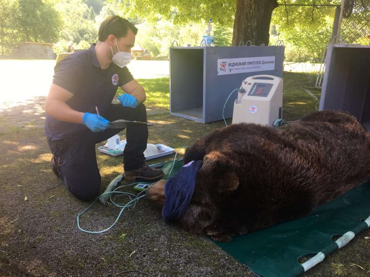 Сірко, Рута та Андор : у Домажирі з'явились нові улюбленці Сірко, Рута та Андор : у Домажирі з'явились нові улюбленці