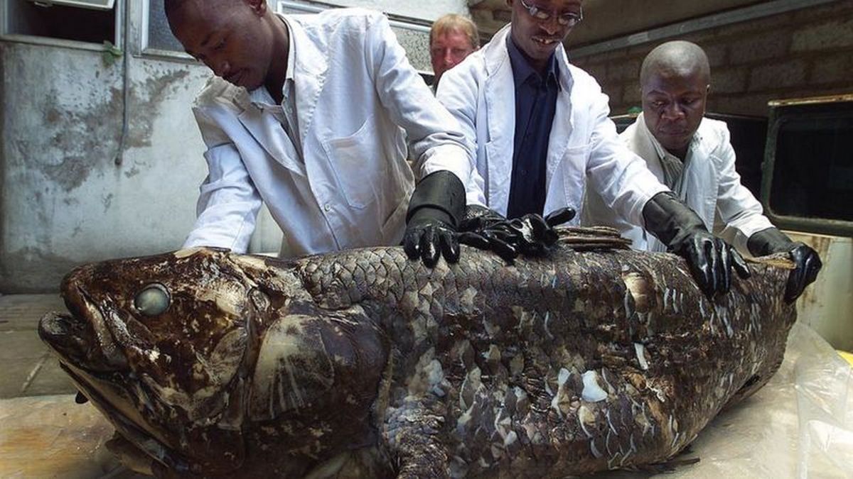 Пережила динозавров: ученые рассказывают о рыбе, которая живет 100 лет
