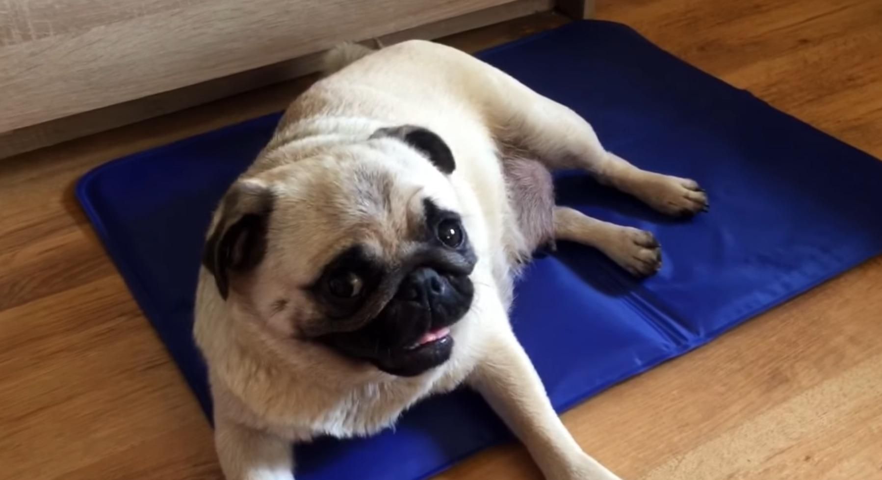 Килимок для собак з ефектом охолодження Килимок для собак з ефектом охолодження