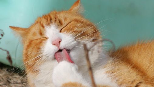 Кульки шерсті у кота: як зменшити їх виникнення та попередити ускладнення