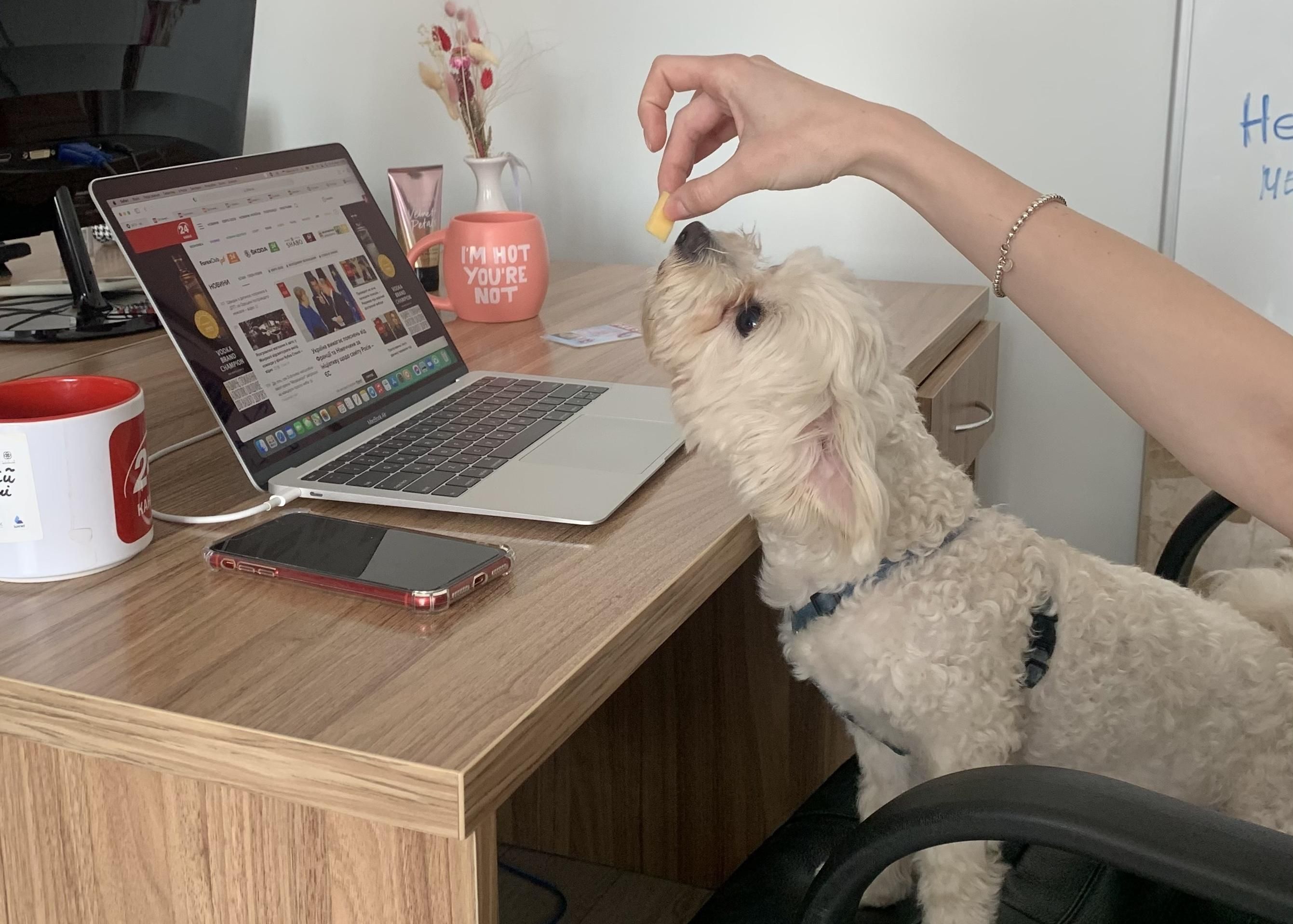 24 канал долучився до акції "Візьми собаку на роботу" – фото 24 канал долучився до акції "Візьми собаку на роботу" – фото