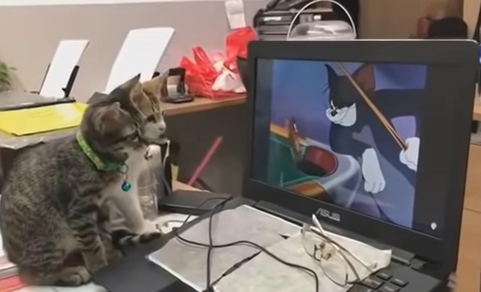Пара милых котиков сосредоточено смотрят классический мультфильм: удивительное видео