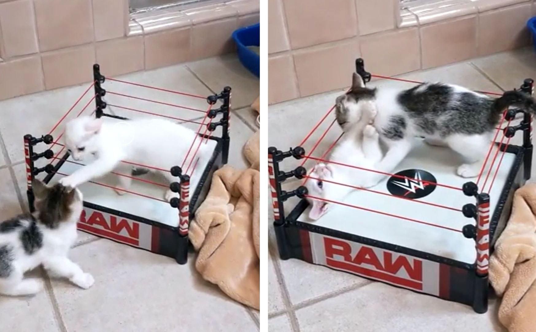 Котята бьются на боксерском ринге: милое и смешное видео