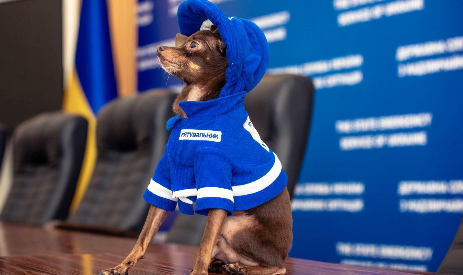 Возьми собаку на работу 2021 в Украине: фоторепортаж Возьми собаку на работу 2021 в Украине: фоторепортаж