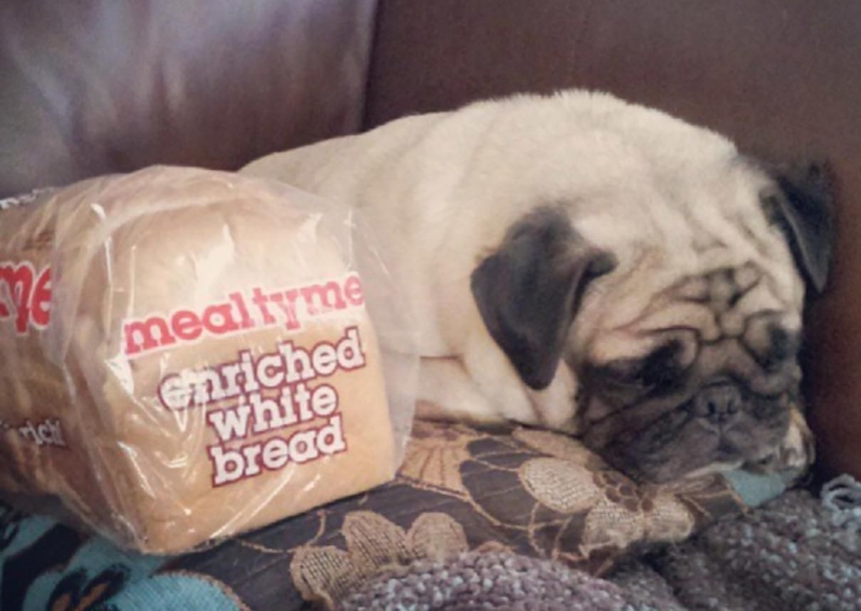 Мопсы, похожие на буханку хлеба: забавный тренд фото в соцсети