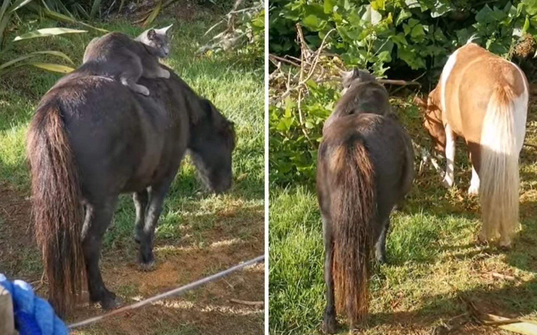 Кот покатался на мини-лошадке: милое видео о дружбе животных