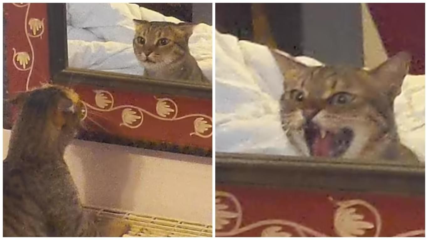 Кот шипит на собственное отражение: видео