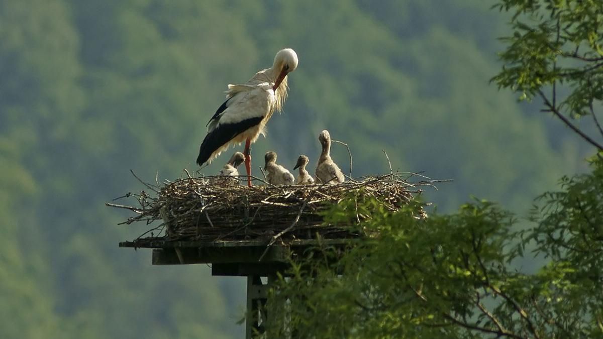 Спасли двух аистят: история спасения птиц в Хмельницкой Спасли двух аистят: история спасения птиц в Хмельницкой