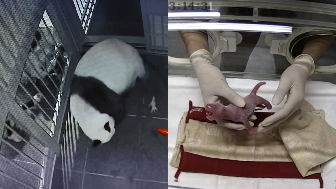 У Токіо панда народила першу двійню в історії зоопарку