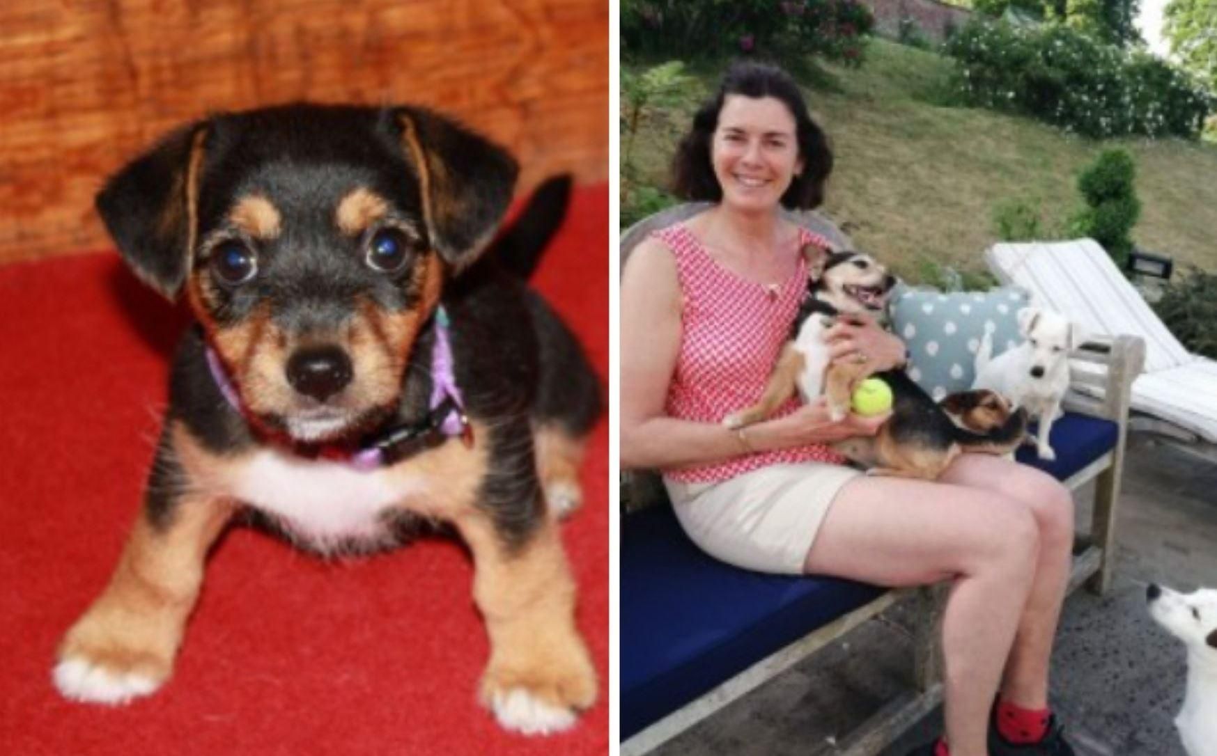 В Великобритании собаку вернули владелице через 11 лет В Великобритании собаку вернули владелице через 11 лет