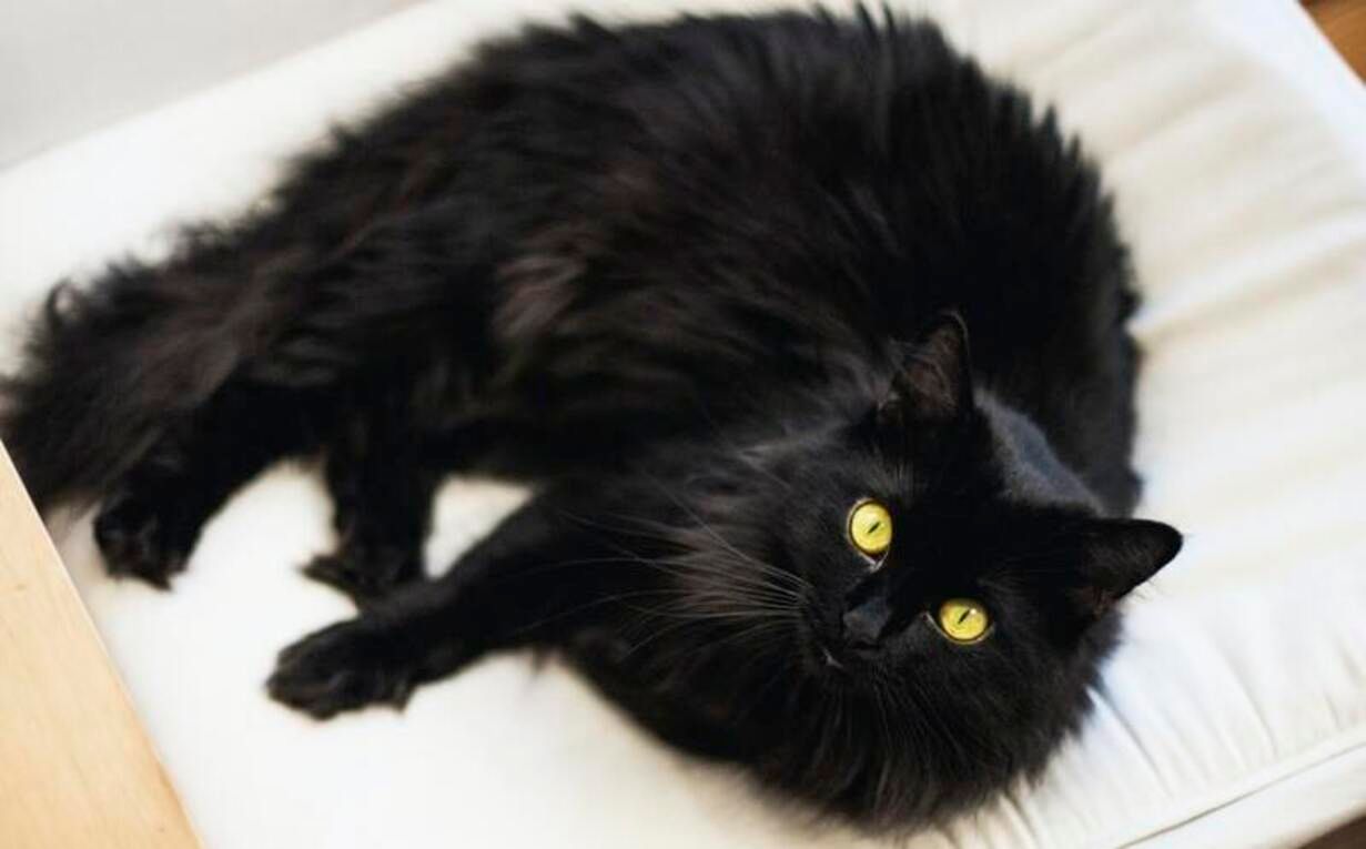 Интересные факты о черных котах