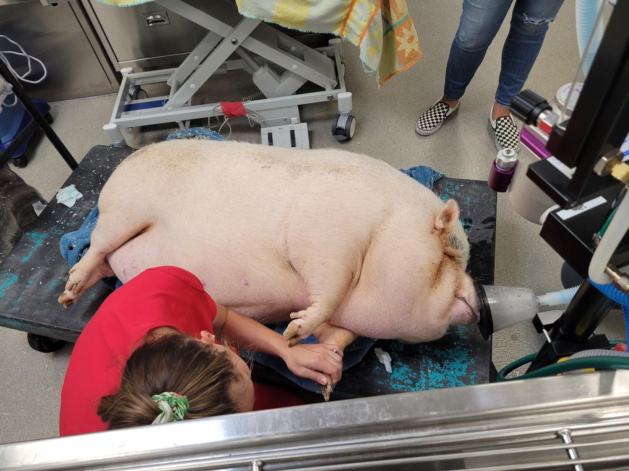 Підкинули на подвір'я: як в США рятують велетенську свиню – фото 