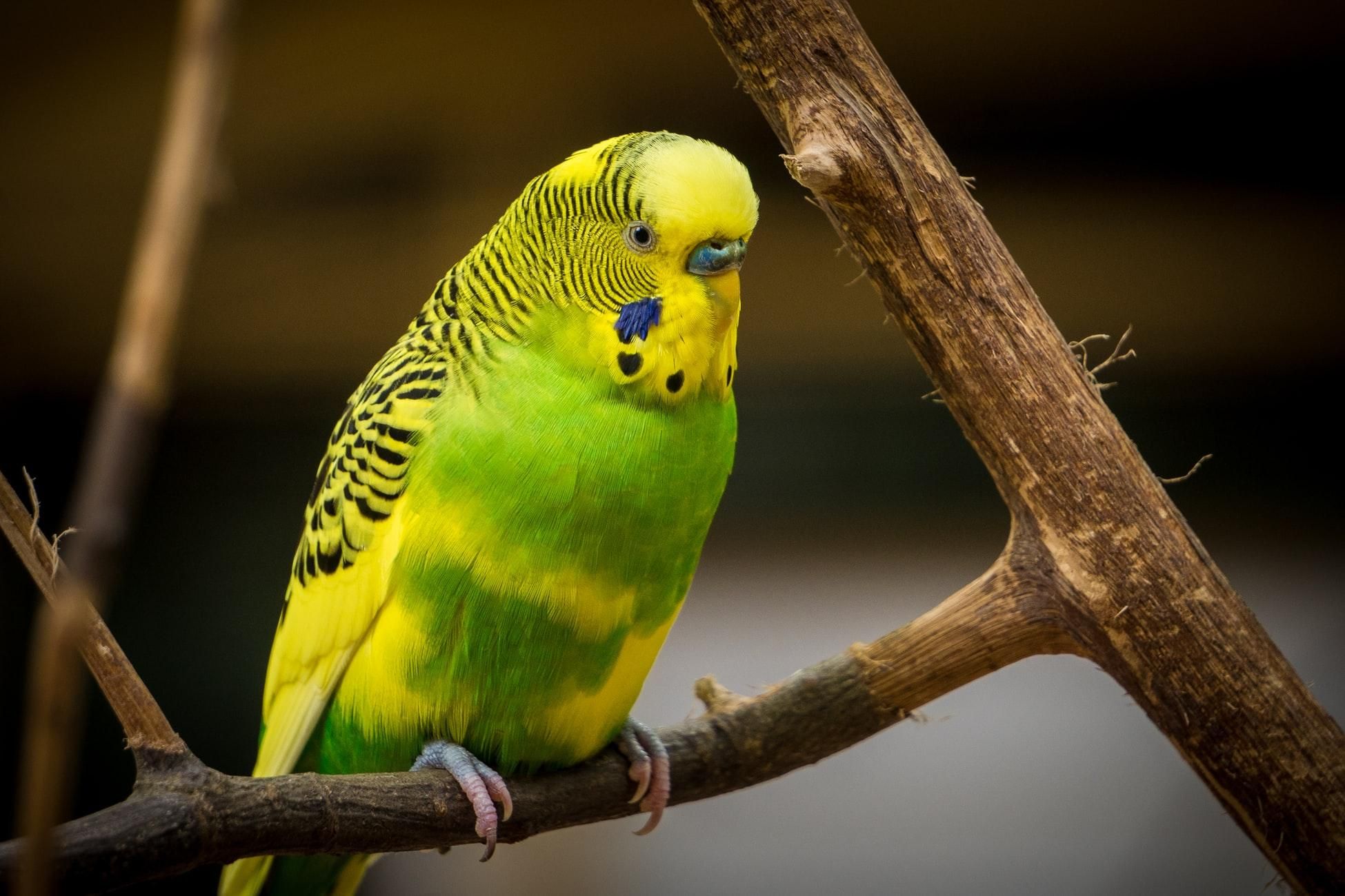 Як дізнатися стать свого хвилястого папуги: поради