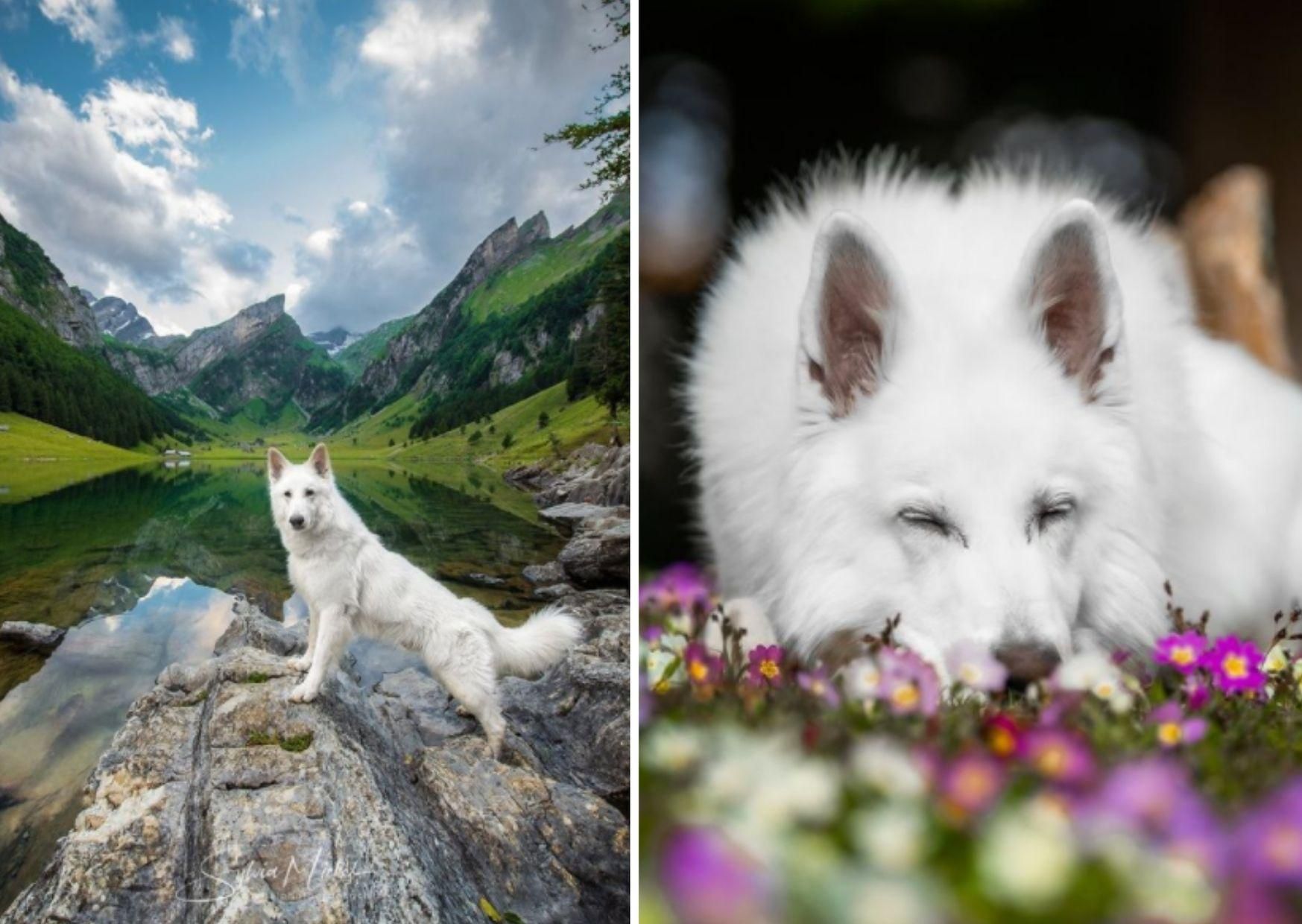 Как пес-путешественник из Швейцарии стал звездой соцсетей