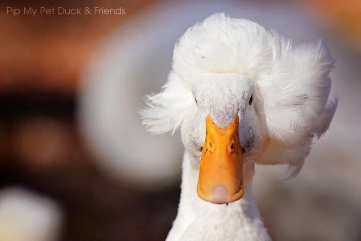 Качка прославилася в інтернеті через свою оригінальну зачіску: фото Качка прославилася в інтернеті через свою оригінальну зачіску: фото