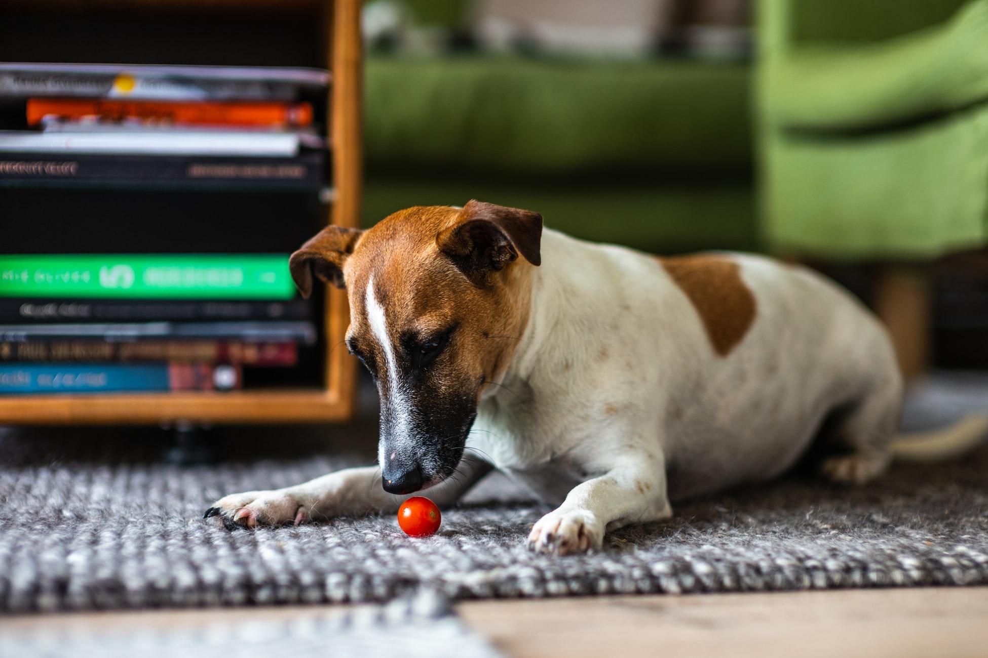 Чи можна собакам їсти помідори: що кажуть фахівці