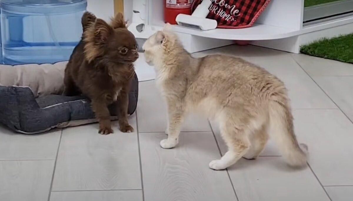 Крихітне цуценя грається з котом: миле відео для релаксу