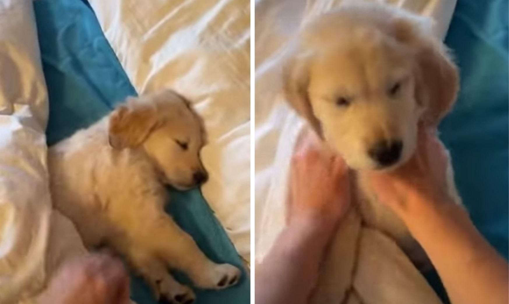 Цуценя ніяк не хотіло прокидатися: кумедне відео Цуценя ніяк не хотіло прокидатися: кумедне відео