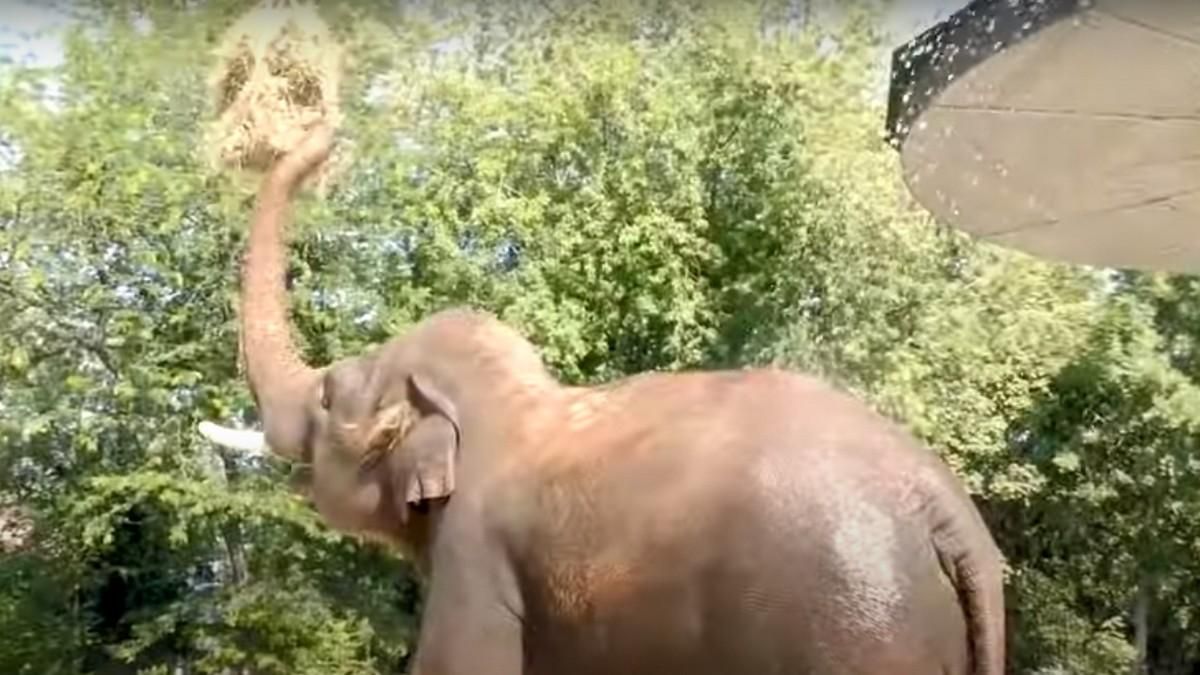 Рятує від спеки: у Київському зоопарку створили душ для тварин – відео