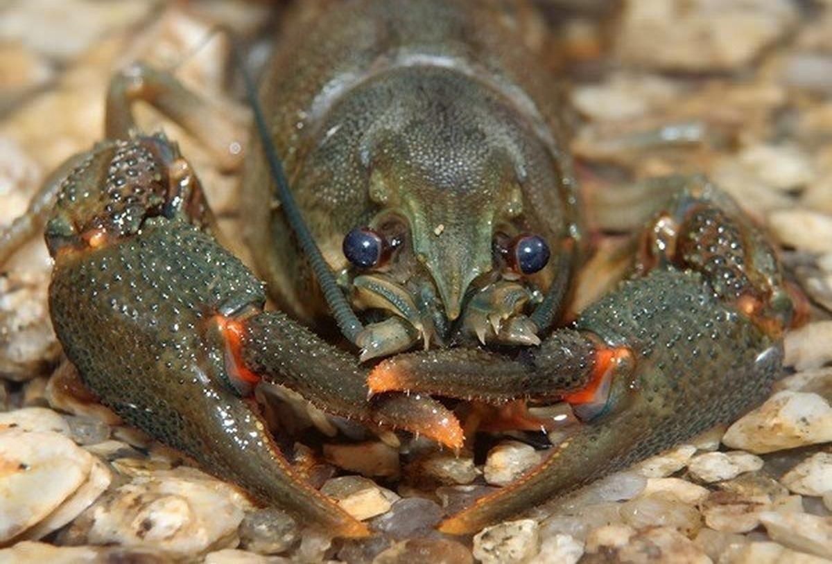 Вчені дослідили, як антидепресанти діють на раків Вчені дослідили, як антидепресанти діють на раків