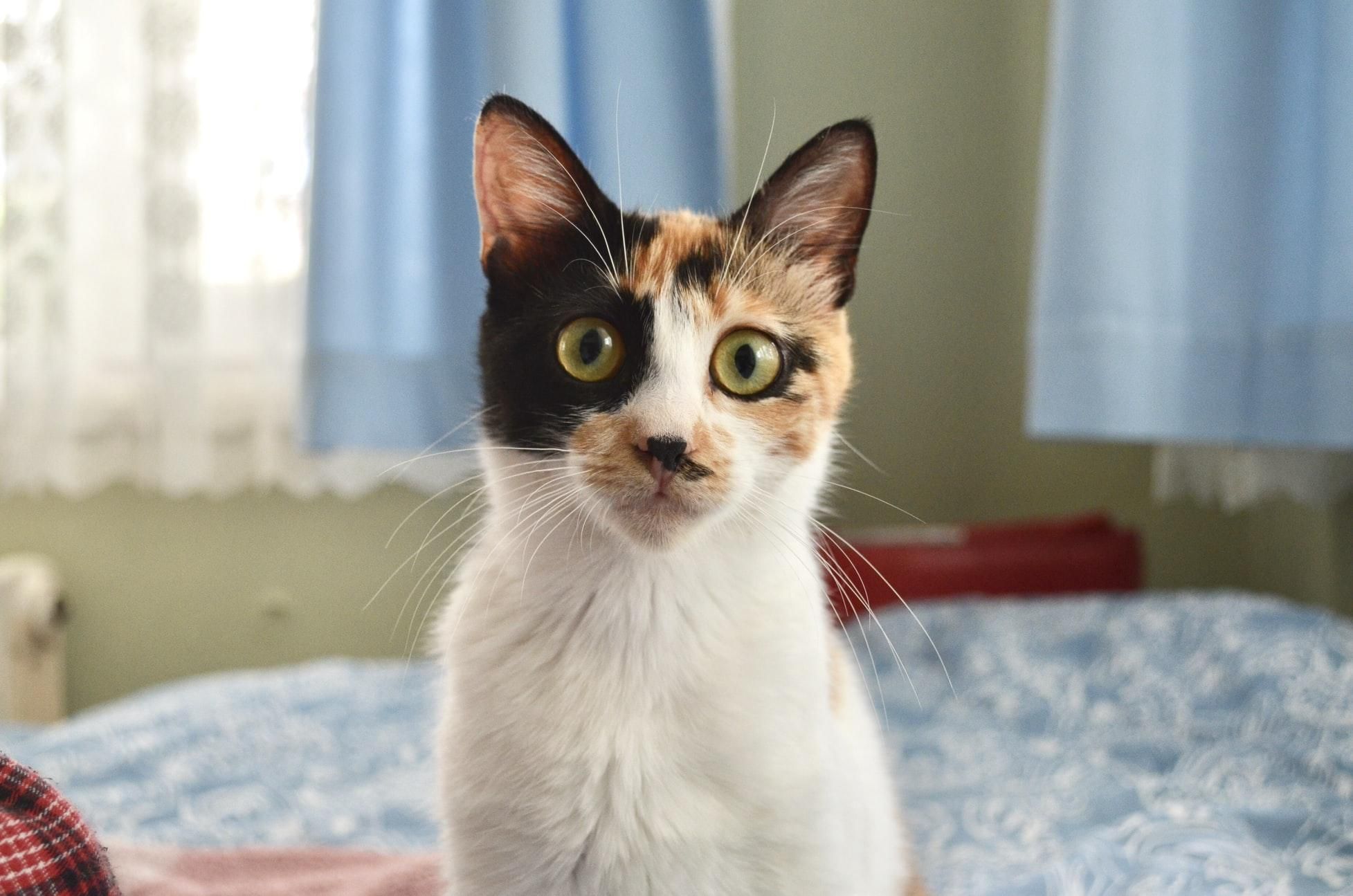 10 распространенных ошибок владельцев кошек: проверьте себя 10 распространенных ошибок владельцев кошек: проверьте себя