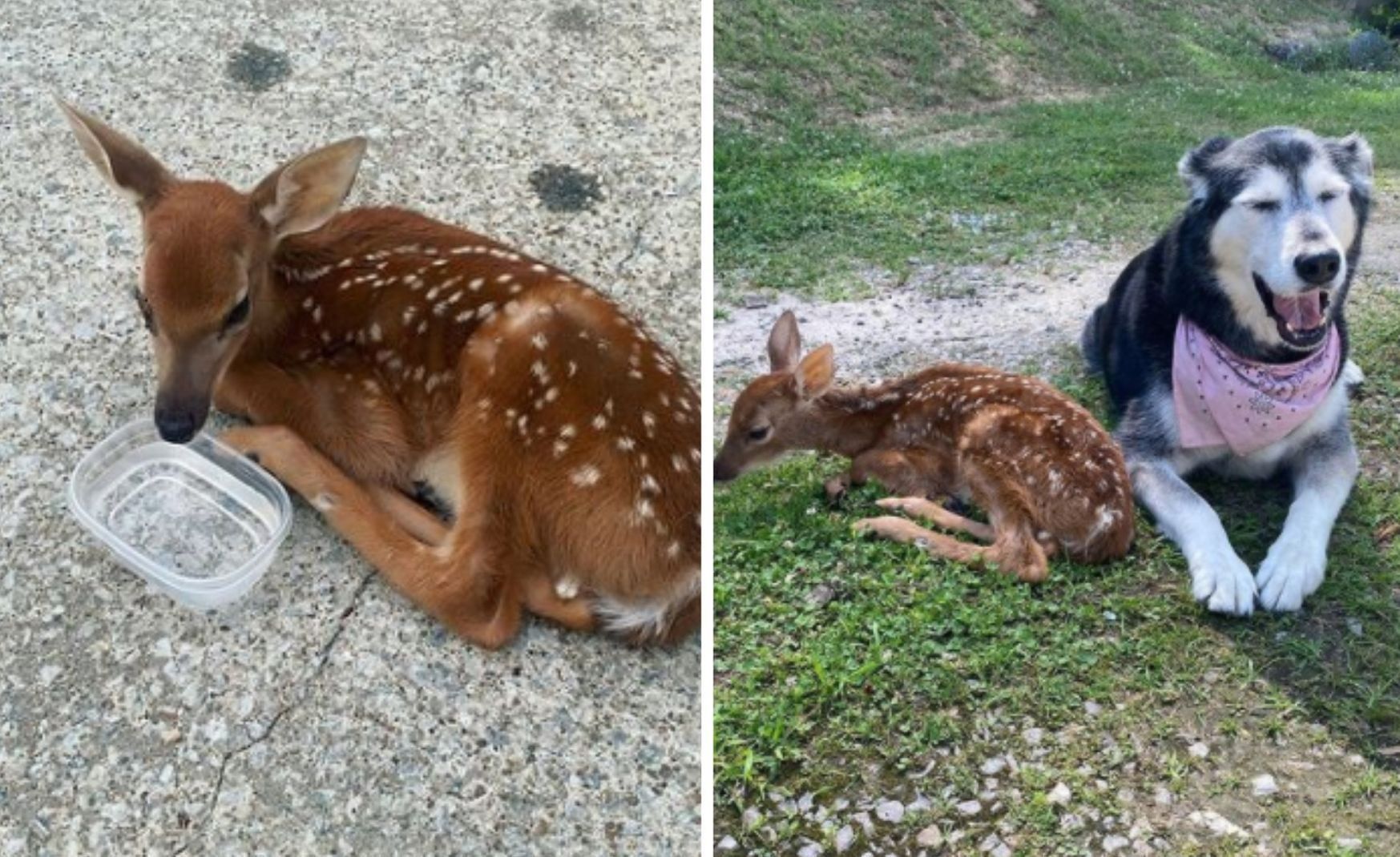 Как собака стала другом больному олененку: фото Как собака стала другом больному олененку: фото