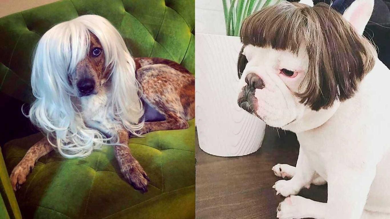 Хозяева надели на своих собак парики: забавная фотоподборка