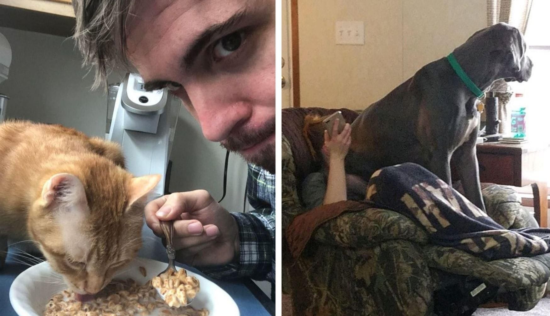 Неймовірне нахабство: кумедні фото домашніх тварин Неймовірне нахабство: кумедні фото домашніх тварин