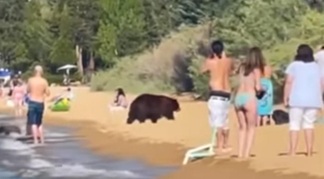 Ведмеді відпочивали на пляжі: відео з Каліфорнії