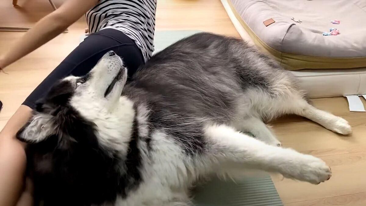 Величезний пес заважає власниці тренуватися: кумедне відео