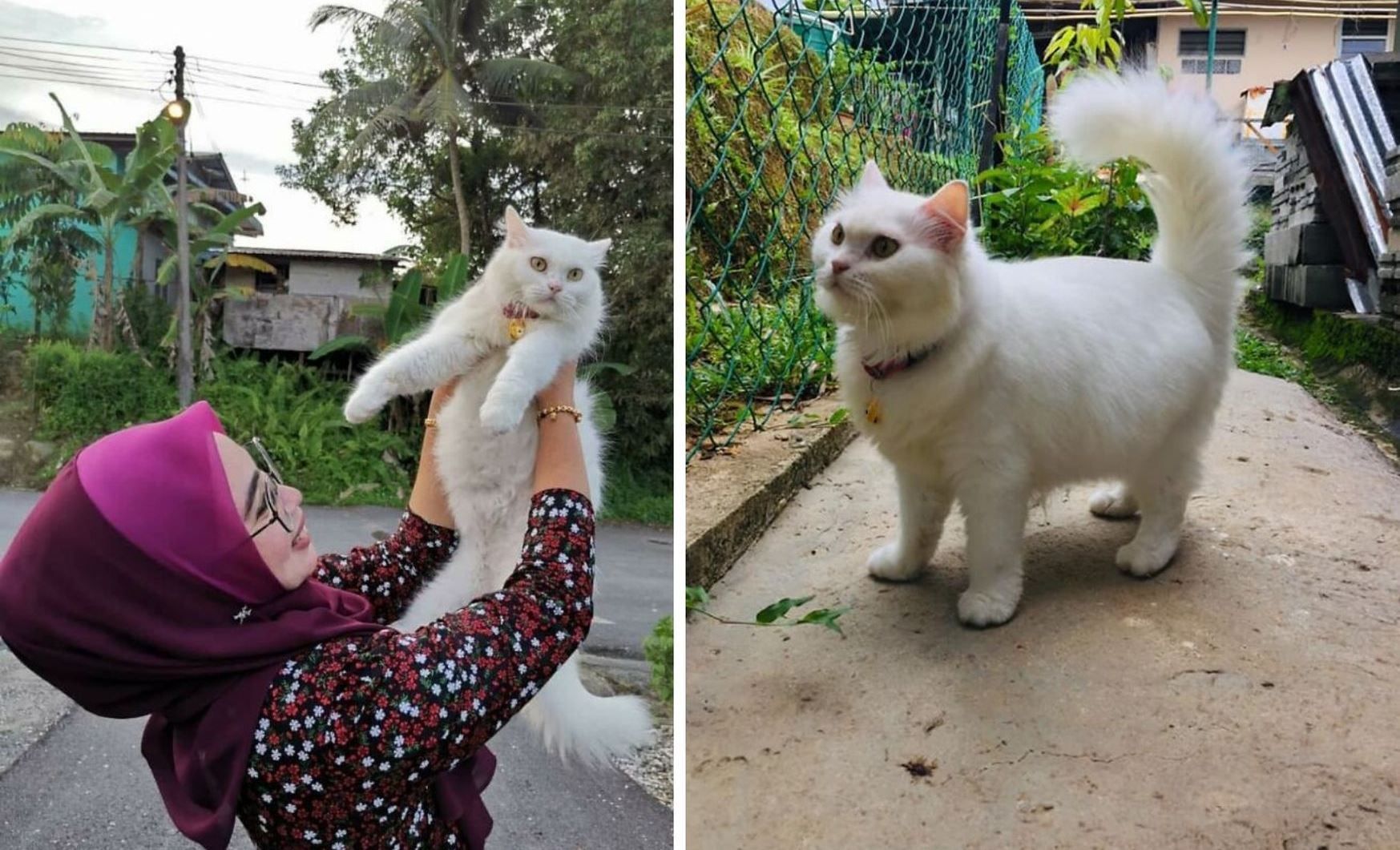 З чудовиська стала красунею: історія порятунку милої кішки з фото