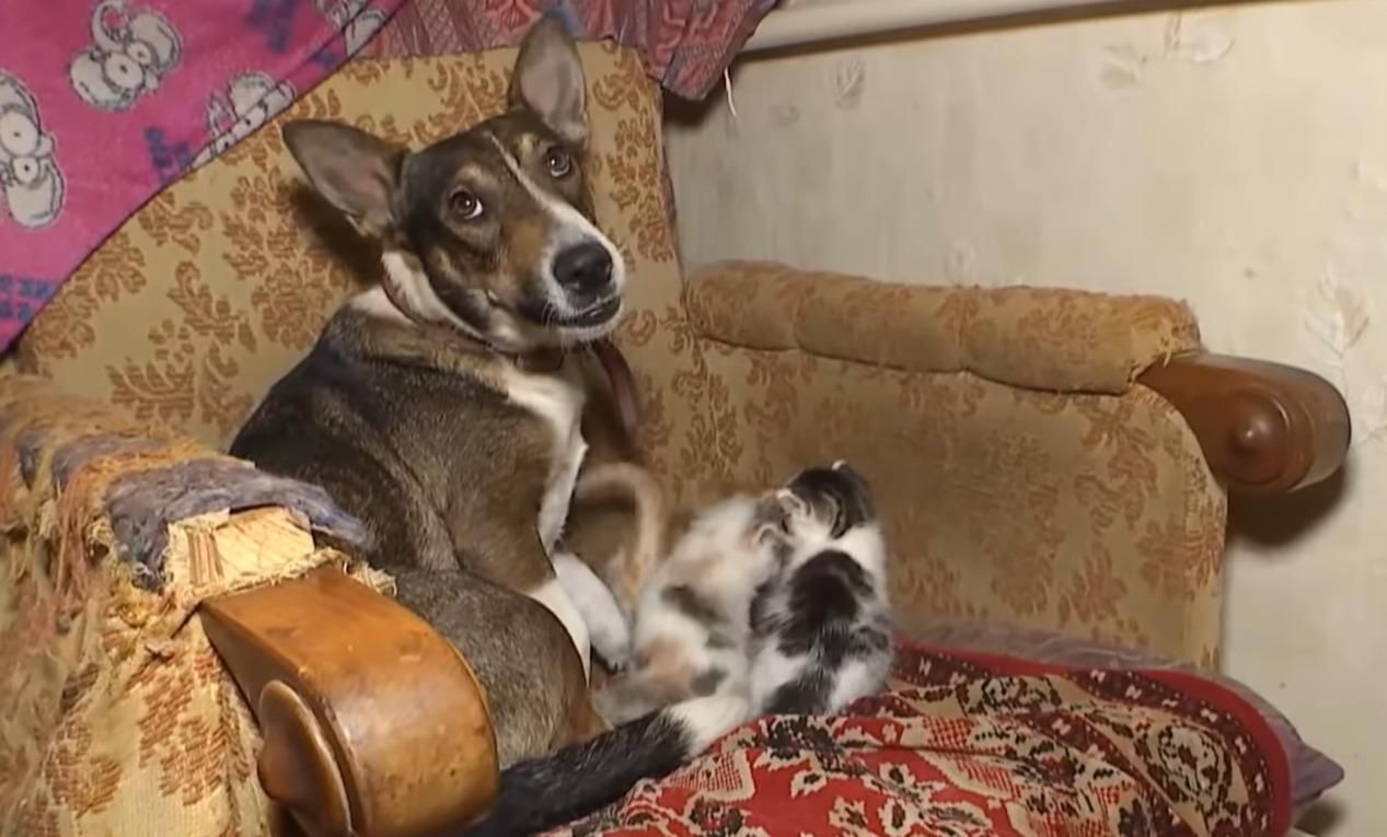 В Умані у стерилізованої собачки з'явилося молоко: фото В Умані у стерилізованої собачки з'явилося молоко: фото