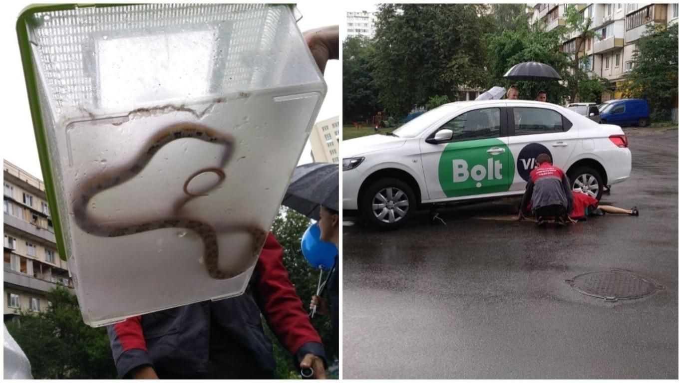 В Киеве змея сбежала из террариума и залезла в такси: фото
