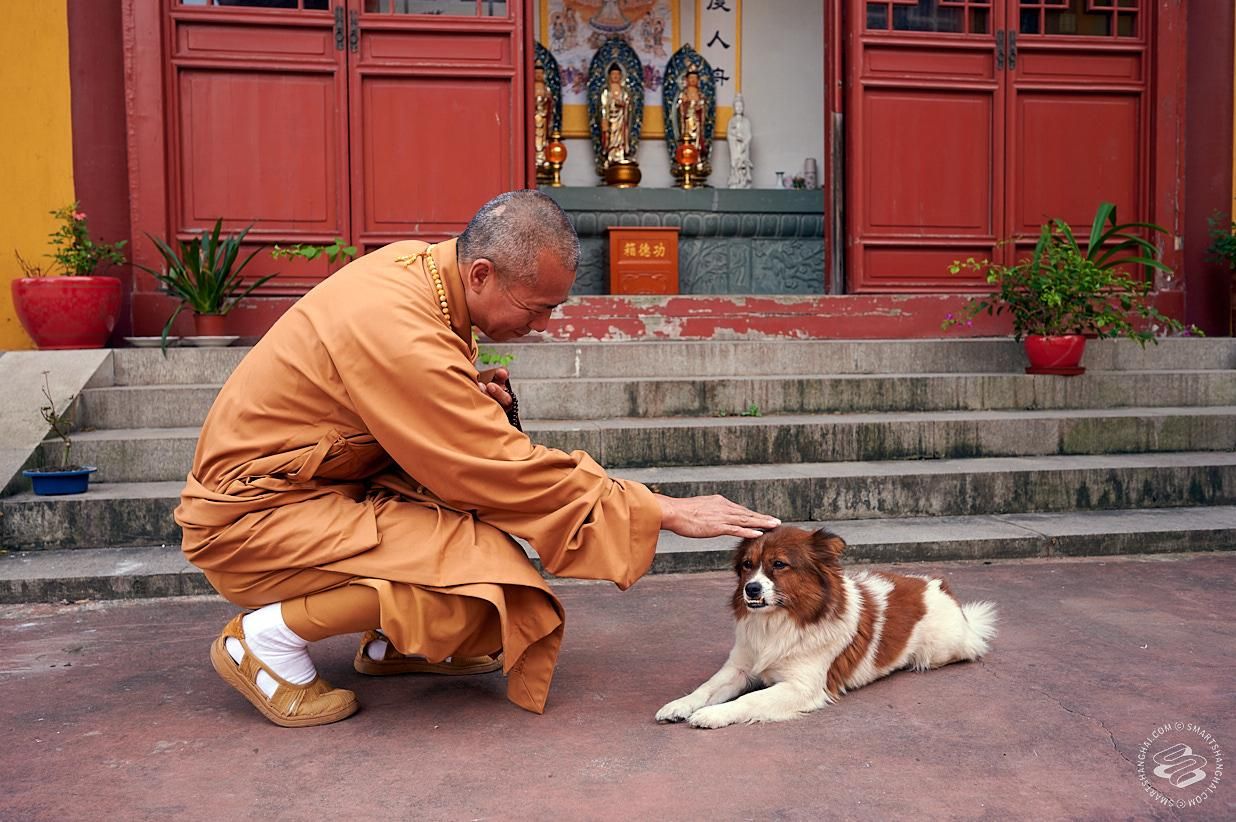 Буддистский монах спасает животных уже 27 лет: видео, фото
