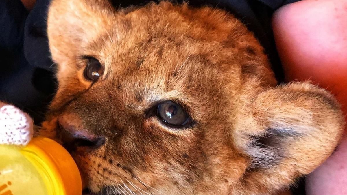 У Бердянському зоопарку поповнення: там живе африканська левиця