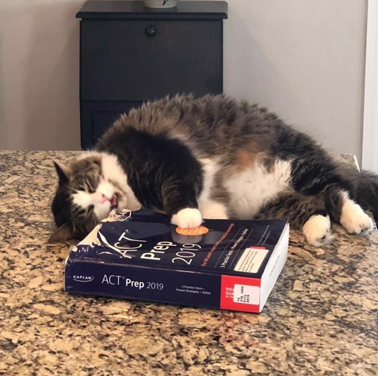 От любви к обиде – один шаг: невероятные фото обиженных любимцев От любви к обиде – один шаг: невероятные фото обиженных любимцев