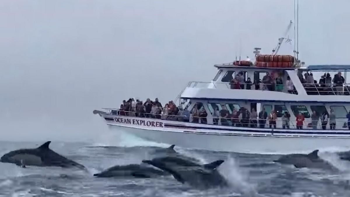 Дельфінів помітили на узбережжі Південної Каліфорнії – відео