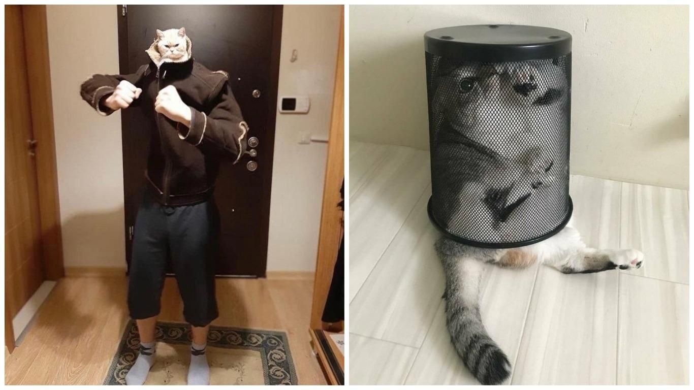 Курьезные фото котов, которые мгновенно улучшают настроение: подборка Курьезные фото котов, которые мгновенно улучшают настроение: подборка