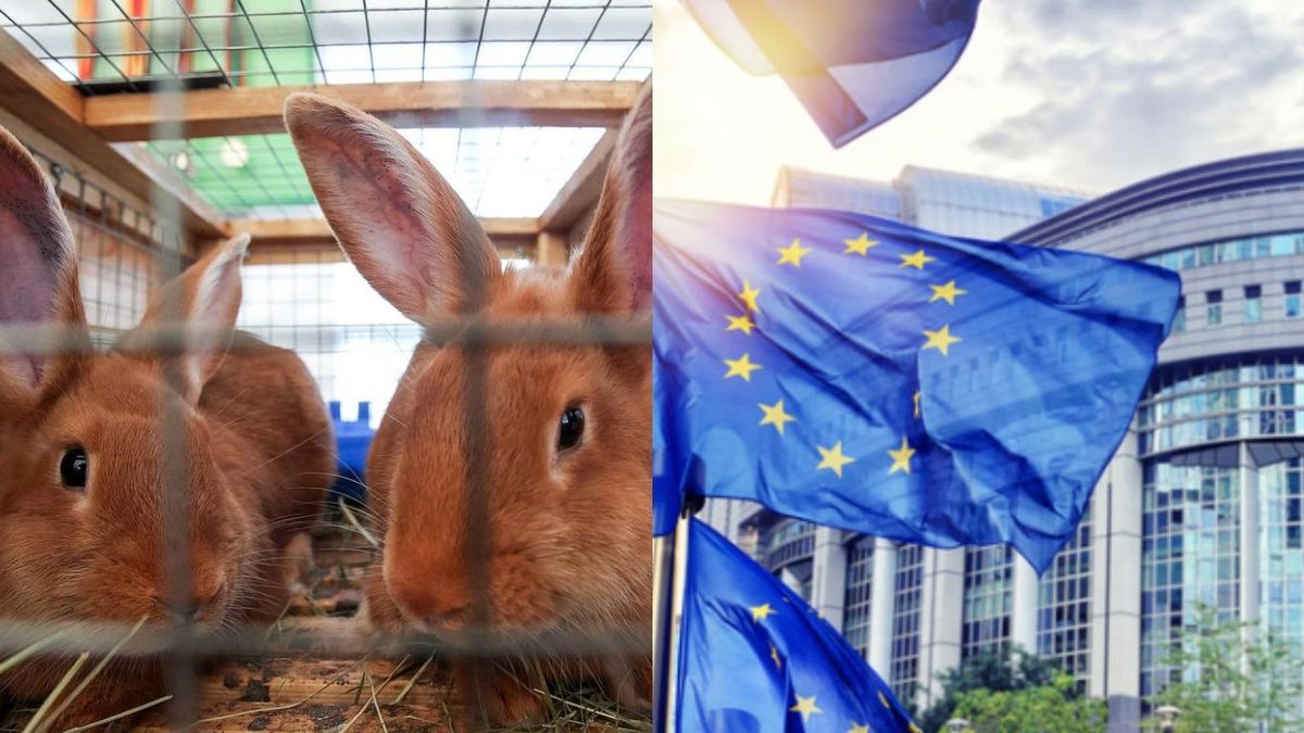 У ЄС хочуть заборонити утримання свійських тварин у клітках