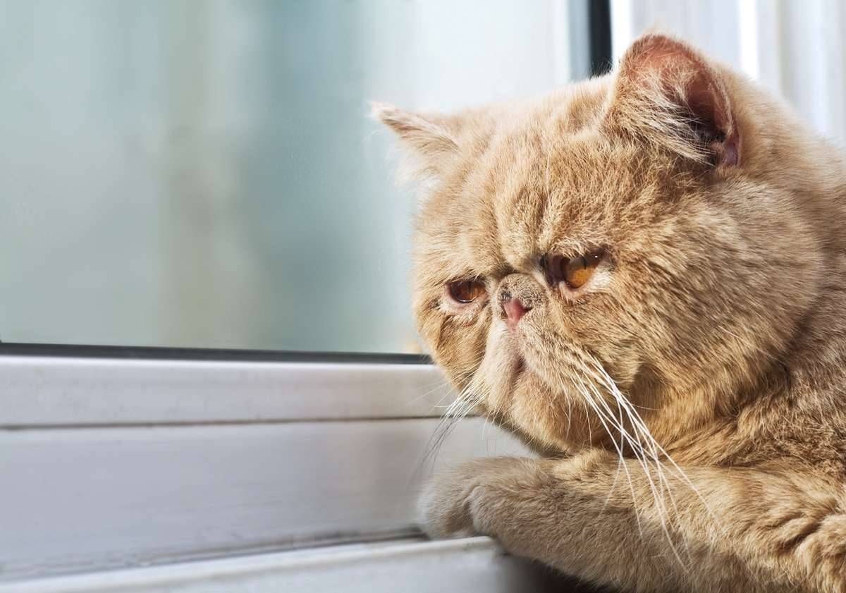 У Австралії влада заборонила котам виходити на вулицю