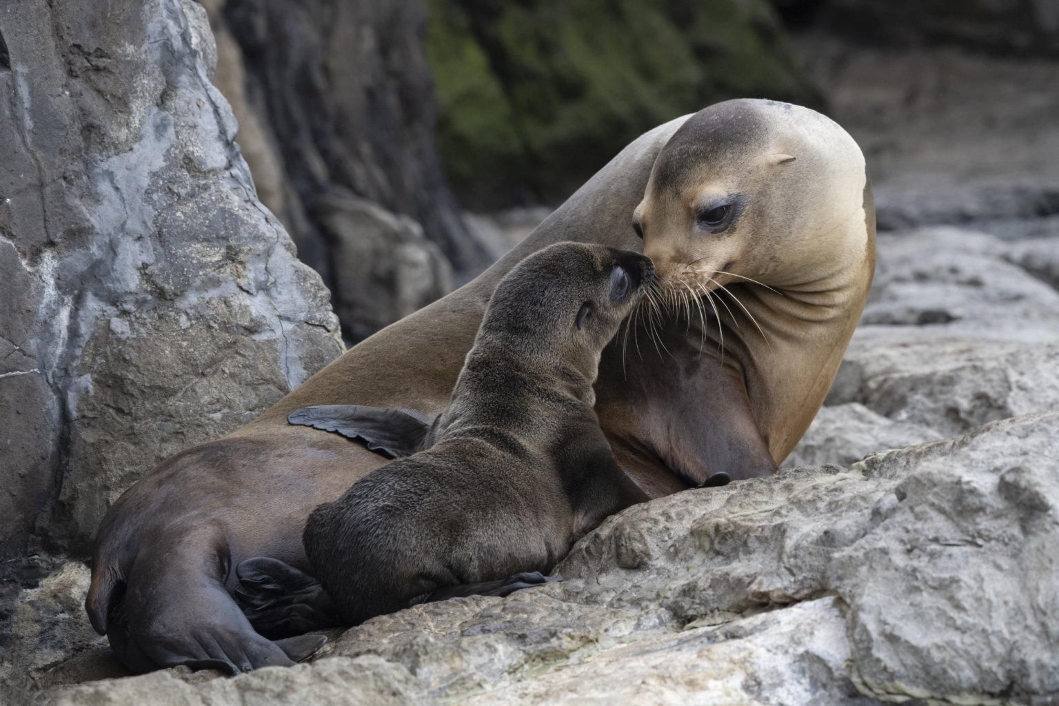В нью-йоркском аквариуме увидели новорожденного морского льва В нью-йоркском аквариуме увидели новорожденного морского льва