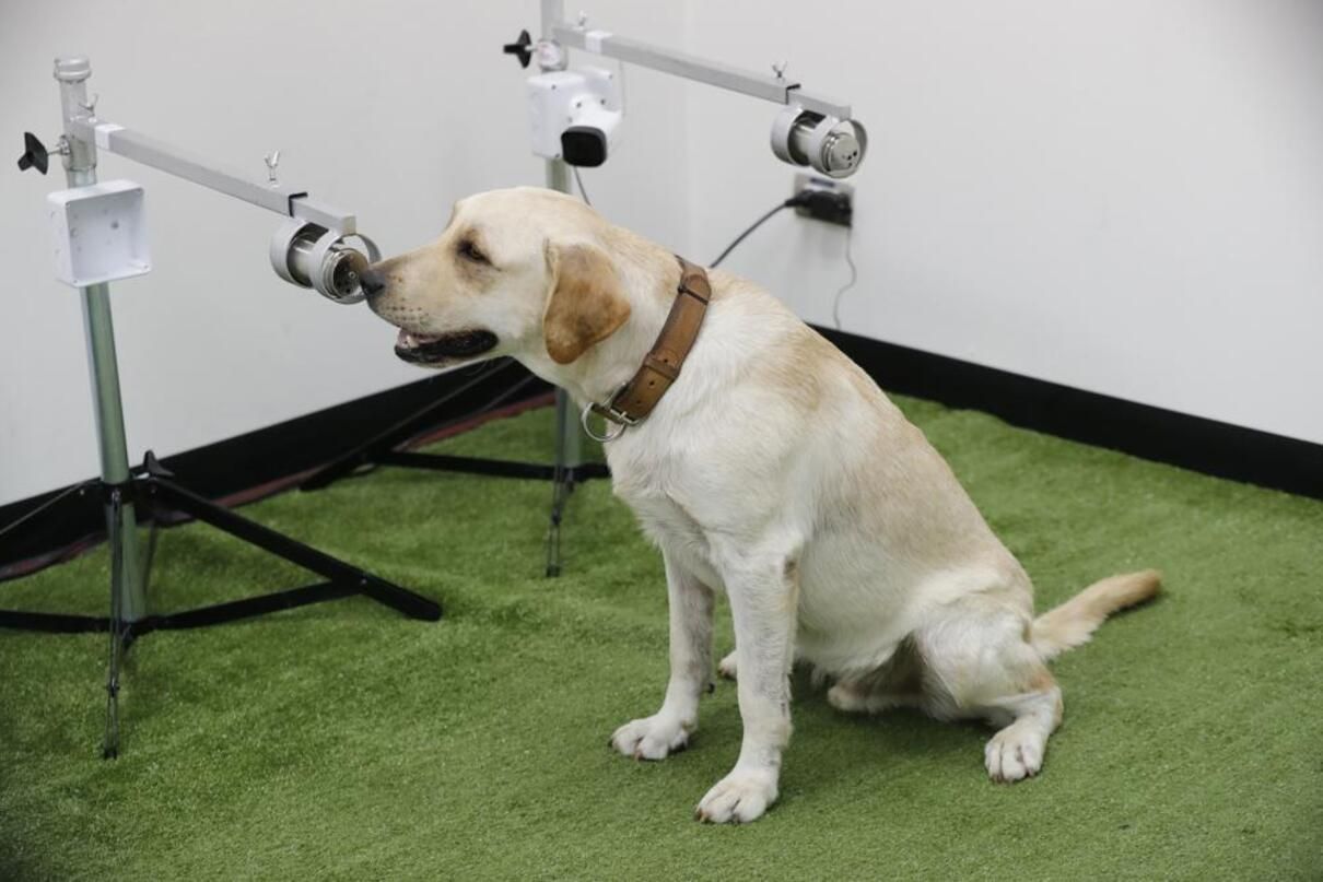 Лабрадоры в Таиланде тестируют образцы COVID-19 и определяют больных Лабрадоры в Таиланде тестируют образцы COVID-19 и определяют больных